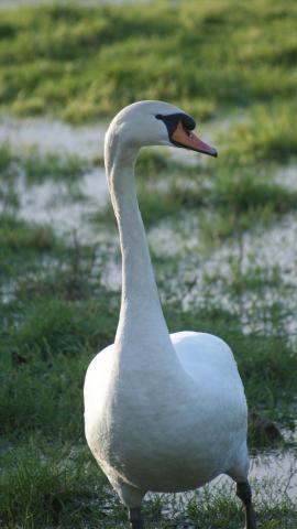 post-2119-0-83384500-1390149301_thumb.jp