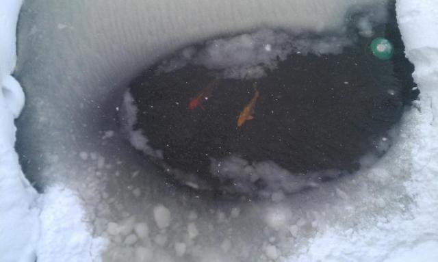 post-8224-0-04603000-1389123993_thumb.jp