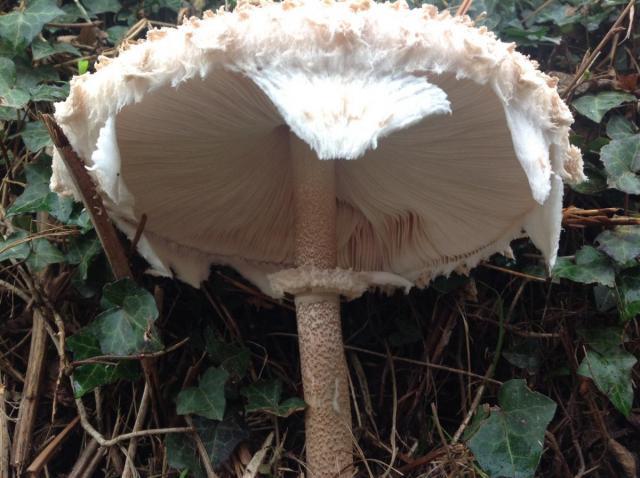 post-2119-0-07124300-1422137363_thumb.jp