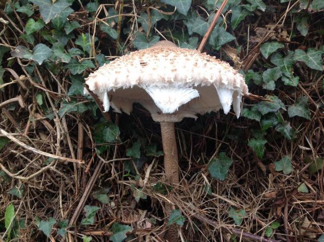 post-2119-0-78956200-1422137258_thumb.jp