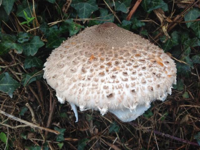 post-2119-0-93341600-1422137411_thumb.jp