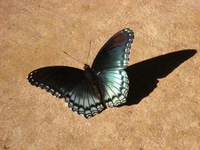 post-3066-0-28003300-1422306149_thumb.jp