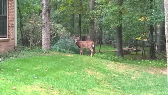 post-3066-0-31736700-1422307154_thumb.jp