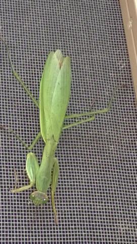 post-3066-0-39385100-1422306493_thumb.jp