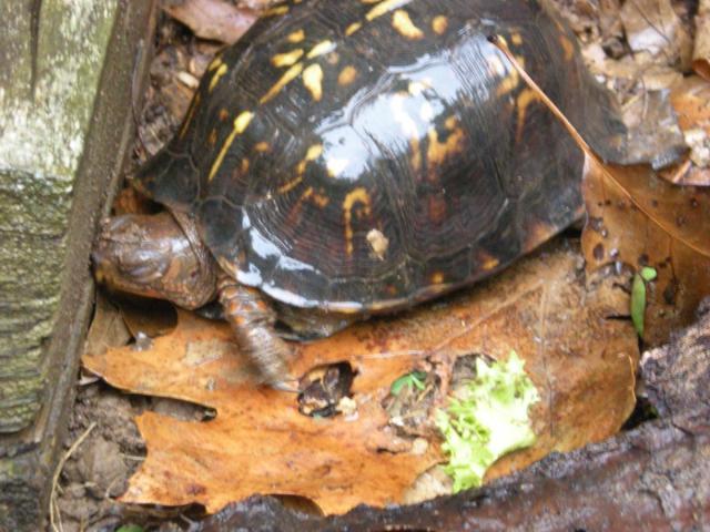 post-3066-0-92780700-1422305137_thumb.jp