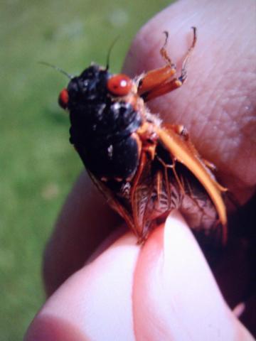 post-3498-0-00621000-1422286761_thumb.jp