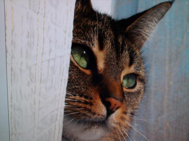 post-3498-0-18422600-1422290170_thumb.jp