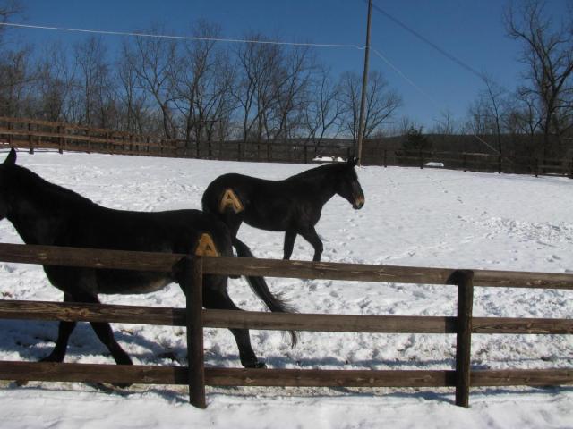 post-3498-0-20905100-1422234544_thumb.jp