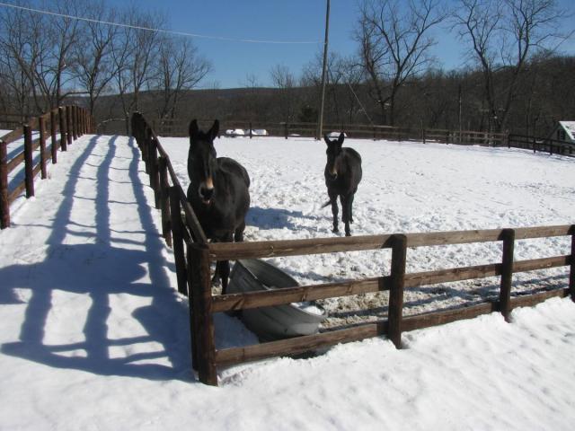 post-3498-0-24598800-1422234509_thumb.jp