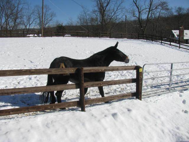 post-3498-0-48600800-1422234532_thumb.jp