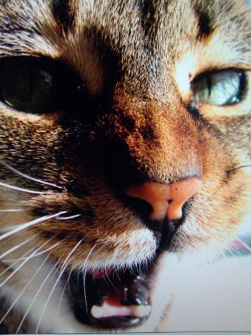 post-3498-0-76026100-1422290187_thumb.jp