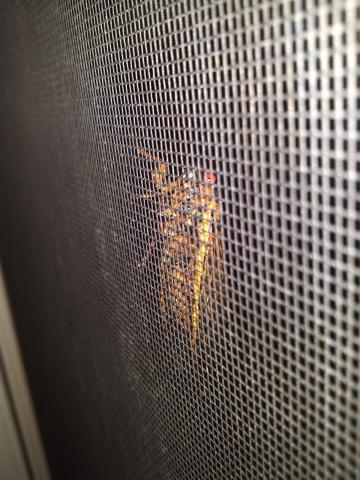 post-3498-0-95081700-1422286786_thumb.jp