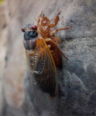 post-3498-0-99673400-1422287009_thumb.jp