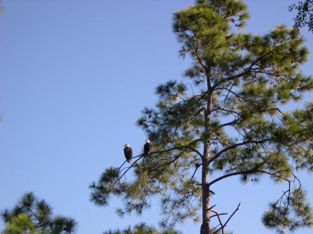 post-8408-0-90914400-1422134202_thumb.jp