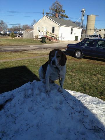 post-4321-0-79637400-1360666675_thumb.jp