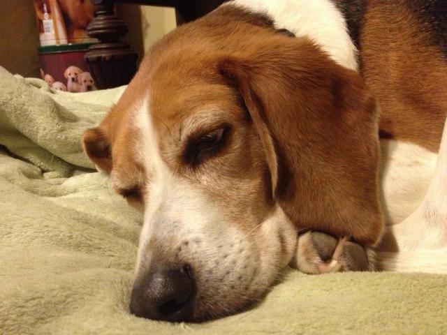 post-4321-0-83399100-1360722076_thumb.jp