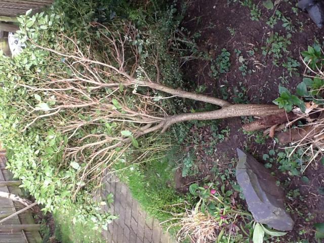 post-12410-0-64508300-1392484471_thumb.j