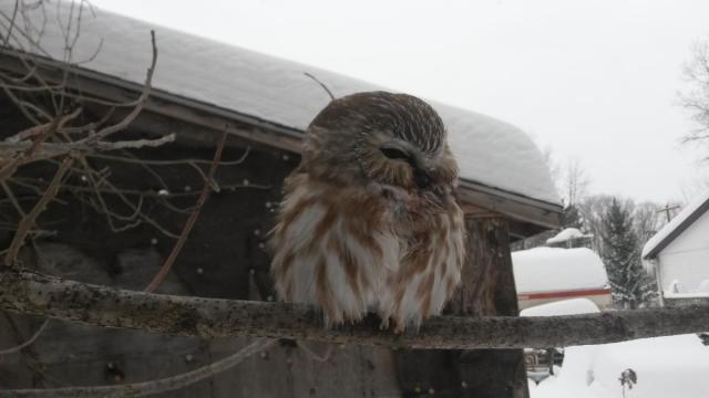 post-12527-0-31572800-1423959361_thumb.j