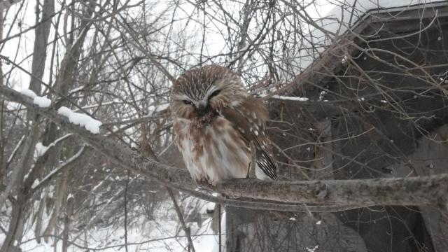 post-12527-0-42080800-1423959377_thumb.j