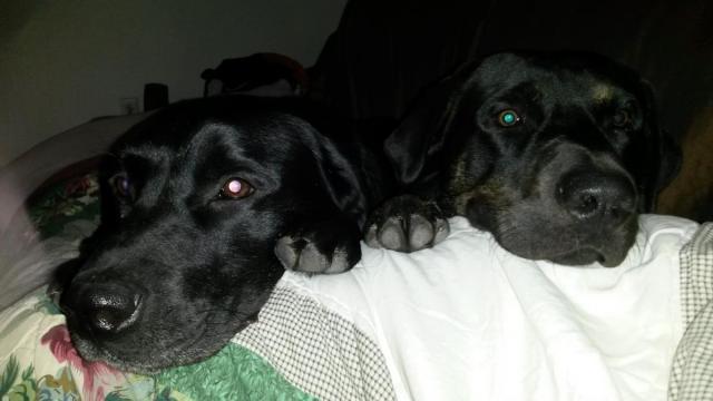 post-12527-0-95054200-1424270378_thumb.j