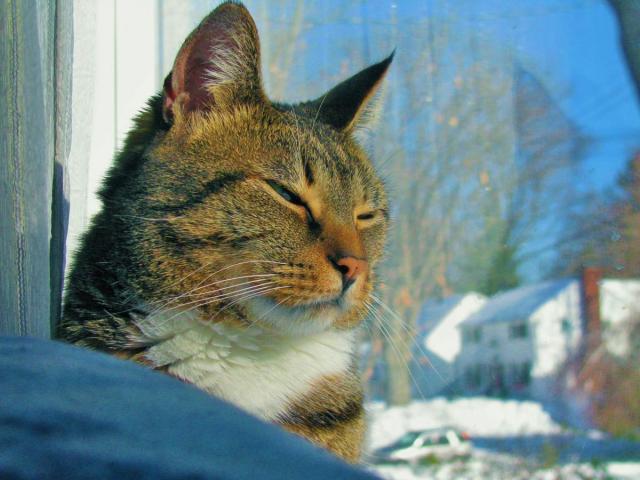 post-3498-0-16807100-1424127816_thumb.jp