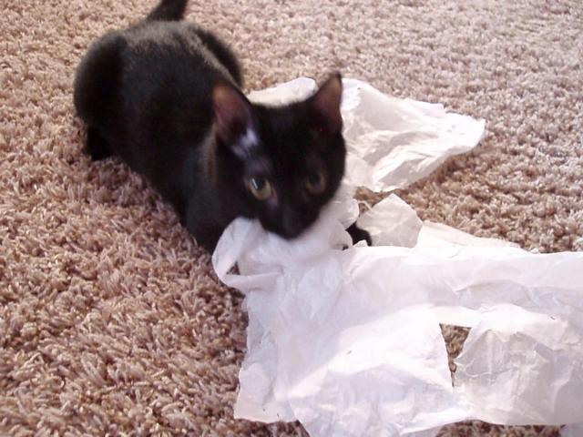 post-5864-0-77495600-1424114683_thumb.jp