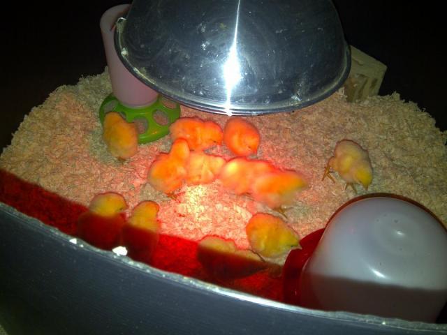 post-2131-0-58088200-1331462160_thumb.jp