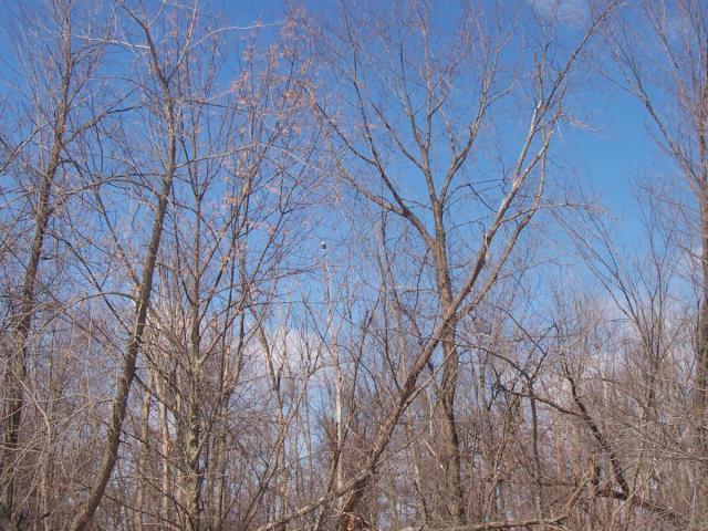 post-2807-0-07273300-1331341947_thumb.jp