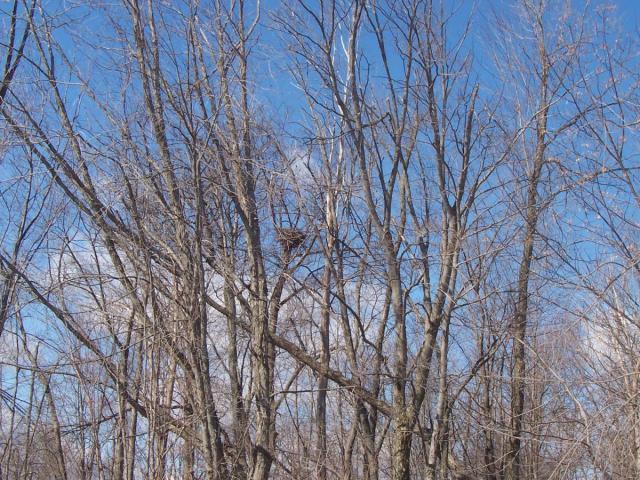 post-2807-0-92985900-1331341988_thumb.jp