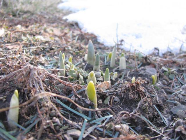 post-3498-0-98026800-1395175821_thumb.jp