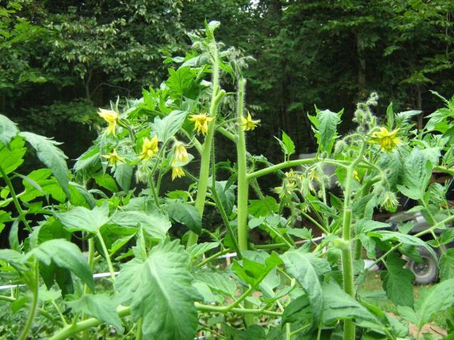 post-13227-0-50153700-1426615698_thumb.j