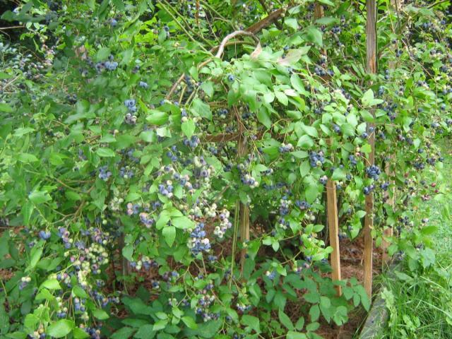 post-13227-0-55729100-1426615780_thumb.j