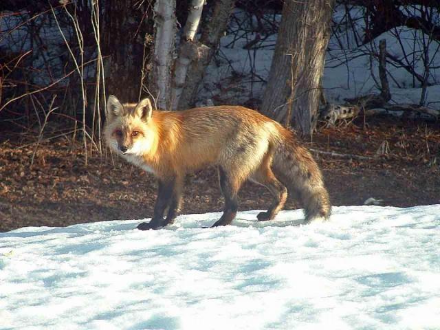 post-14275-0-95781600-1427293908_thumb.j