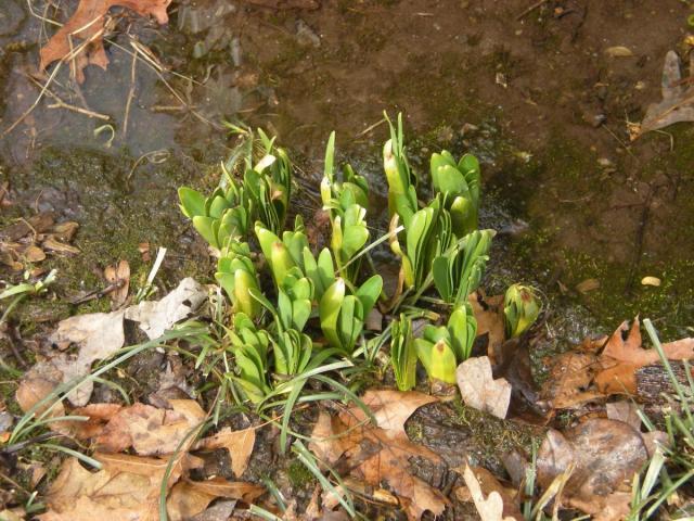 post-3066-0-60853000-1426954346_thumb.jp