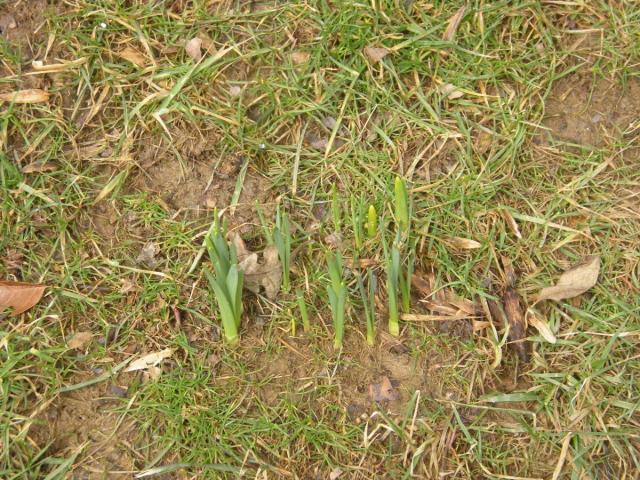 post-3066-0-80584000-1426954316_thumb.jp