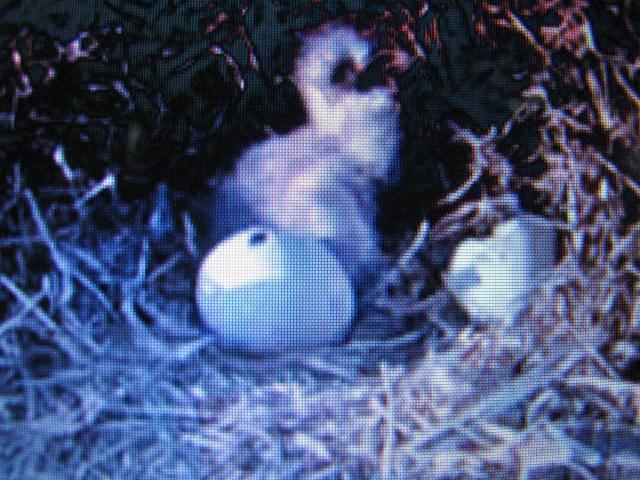 post-3498-0-05761600-1427235332_thumb.jp