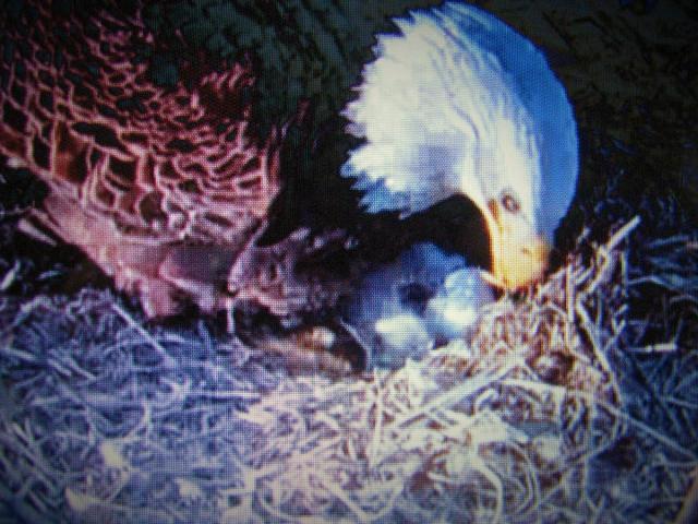 post-3498-0-17115400-1427235305_thumb.jp