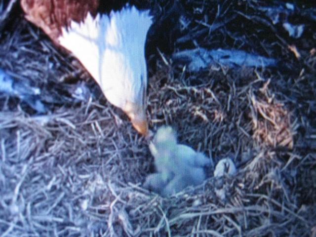 post-3498-0-27501000-1427238300_thumb.jp