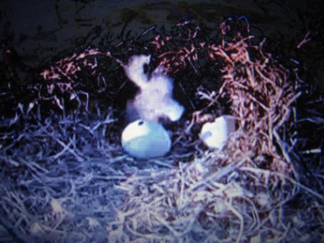 post-3498-0-36809000-1427235321_thumb.jp