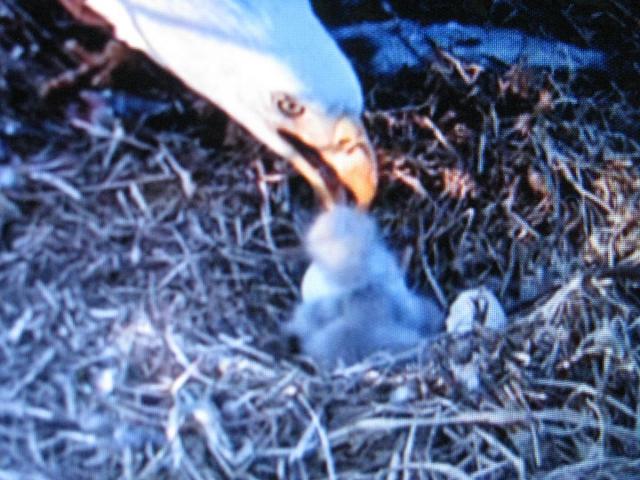 post-3498-0-38520600-1427238318_thumb.jp