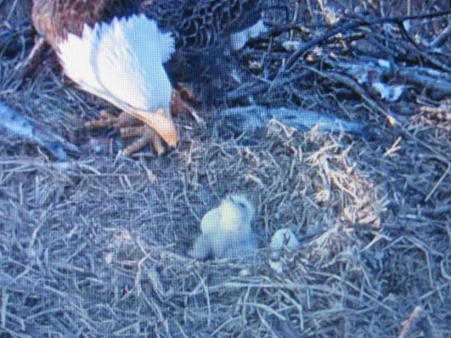 post-3498-0-81500800-1427238247_thumb.jp