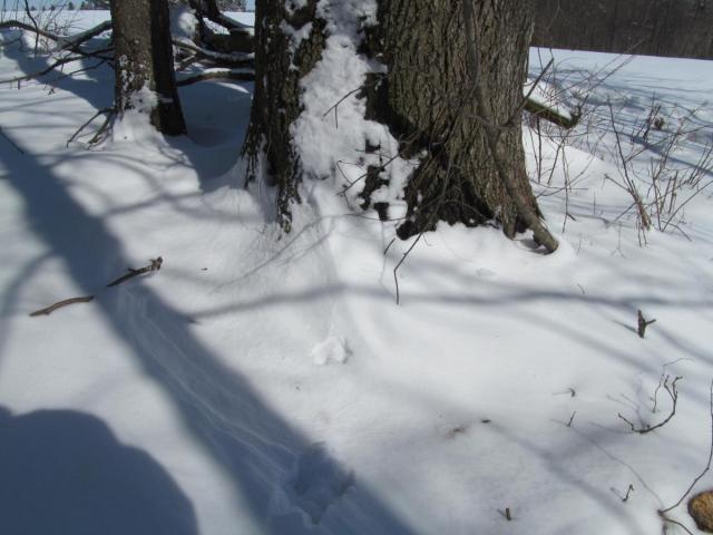 post-7208-0-04111400-1425669293_thumb.jp