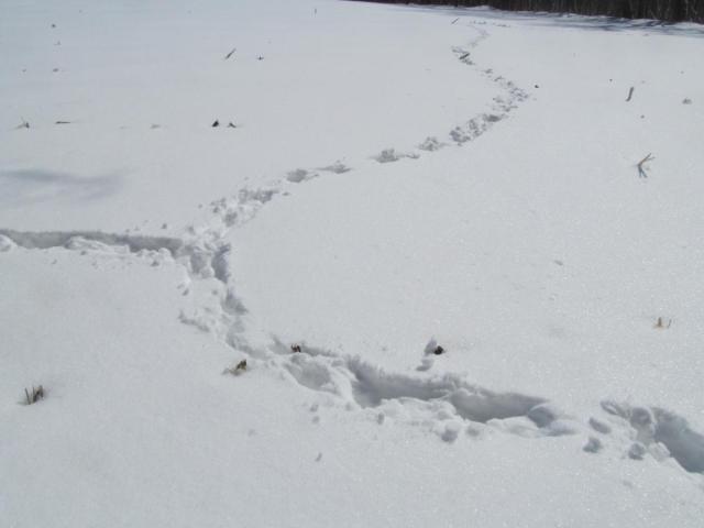 post-7208-0-30367900-1425669390_thumb.jp