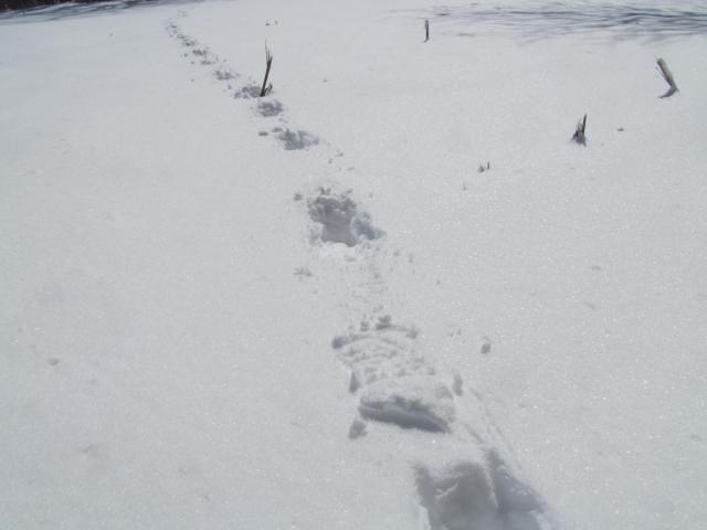 post-7208-0-34350900-1425669497_thumb.jp