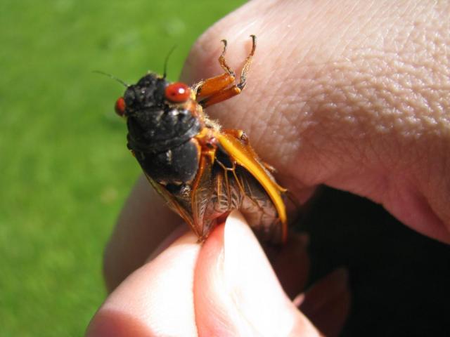 post-3498-0-14255700-1369665655_thumb.jp