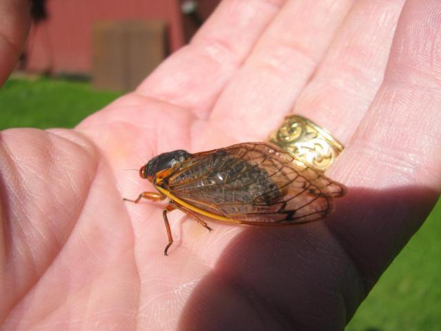 post-3498-0-50279200-1369665746_thumb.jp