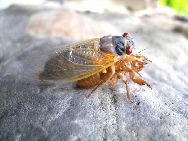 post-3498-0-65305000-1370040970_thumb.jp