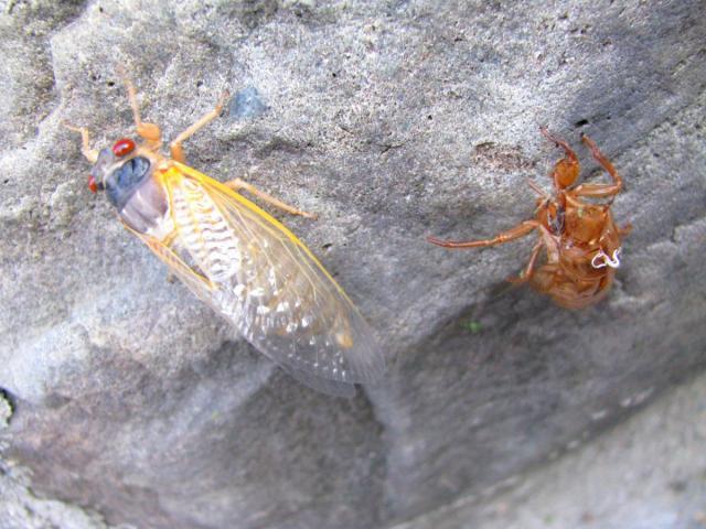 post-3498-0-68229900-1370041020_thumb.jp