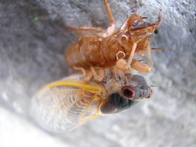 post-3498-0-83252000-1370040997_thumb.jp