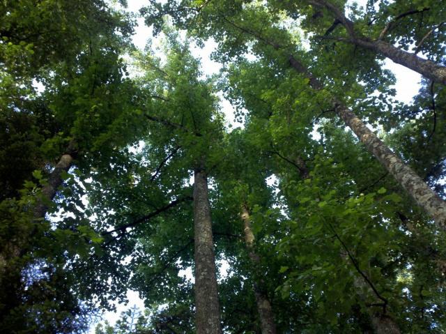 post-3784-0-47993400-1340554887_thumb.jp